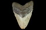 Giant, Fossil Megalodon Tooth - North Carolina #124555-1